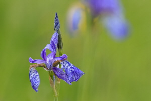 Sibirische Schwertlilie Sibirische Schwertlilie
