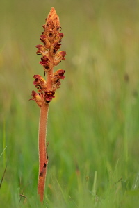 Sommerwurz Sommerwurz