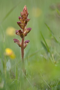 Sommerwurz Sommerwurz