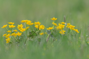 Sumpf Dotterblume Sumpf Dotterblume