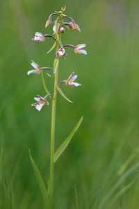 Sumpf Stendelwurz