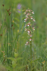 Sumpf Stendelwurz