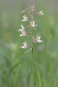 Sumpf Stendelwurz