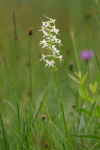 Waldhyazinthe Waldhyazinthe