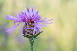 Wiesen Flockenblume