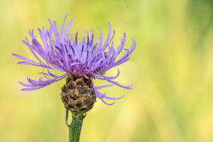 Wiesen Flockenblume