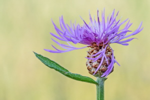 Wiesen Flockenblume