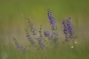 Wiesensalbei Wiesensalbei