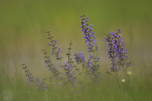 Wiesensalbei