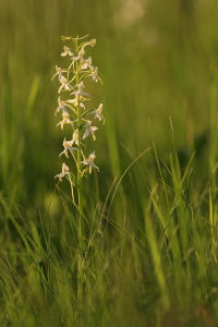 Zweiblättrige Waldhyazinthe Zweiblättrige Waldhyazinthe