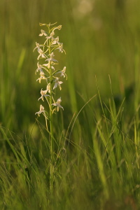 Zweiblättrige Waldhyazinthe