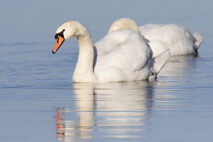 Höckerschwan