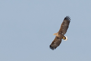 Seeadler (Belegfoto)