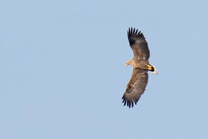 Seeadler (Belegfoto)