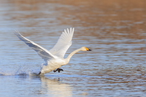 Singschwan