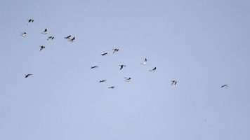 Großer Brachvogel