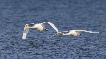 Höckerschwan