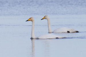 Singschwan