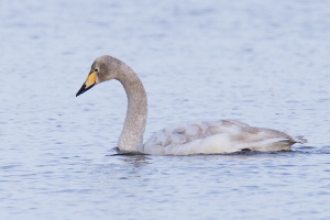 Singschwan