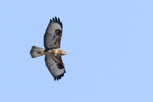 Mäusebussard Mäusebussard