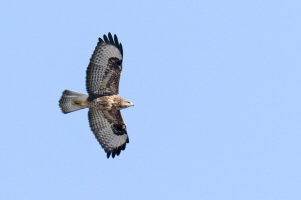 Mäusebussard