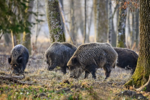 Wildschwein Wildschwein