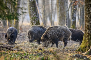 Wildschwein