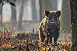 Wildschwein