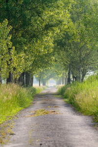 Allee Allee