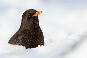 Amsel