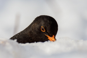 Amsel