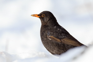 Amsel