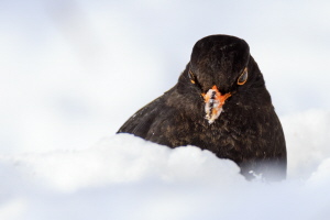 Amsel