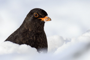 Amsel