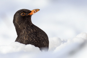 Amsel