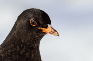 Amsel