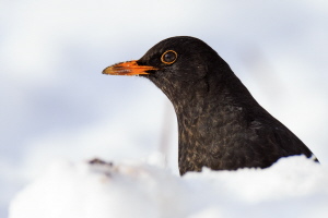 Amsel