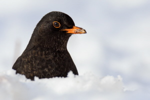 Amsel