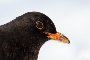 Amsel