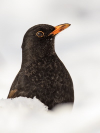 Amsel