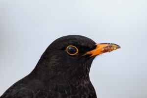 Amsel