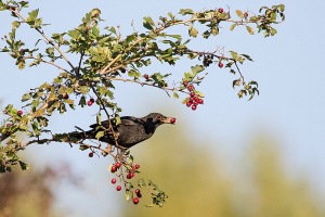 Amsel