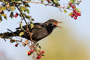 Amsel