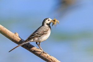 Bachstelze Bachstelze