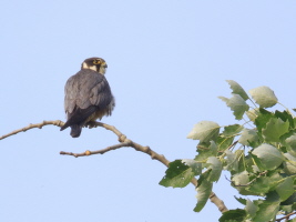 Baumfalke Baumfalke
