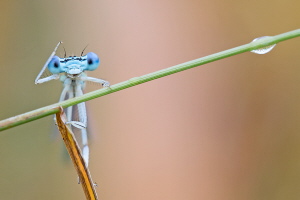 Blaue Federlibelle Blaue Federlibelle