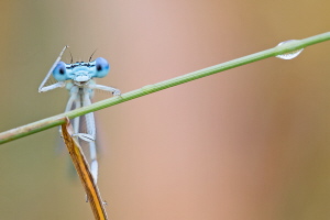 Blaue Federlibelle