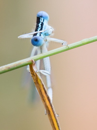 Blaue Federlibelle