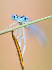 Blaue Federlibelle Blaue Federlibelle