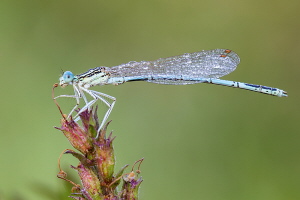 Blaue Federlibelle